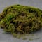 SuperMoss&#xAE; Preserved Forest Moss